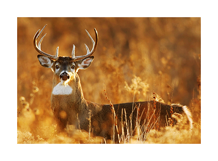 Giant Buck