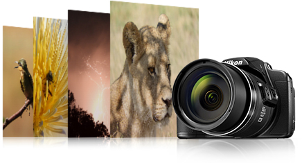 COOLPIX B700 photos of a bird, flower, night scene and lion with the camera stacked side by side