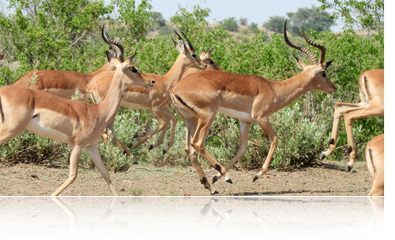 COOLPIX B700 photo of gazelles leaping in the jungle