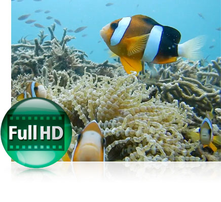 Record superior video with the COOLPIX AW120 Photo of a clown fish underwater on a reef and the Full HD video icon showing video functionality
