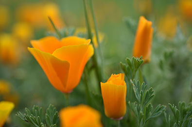 D3400 photo of orange poppies