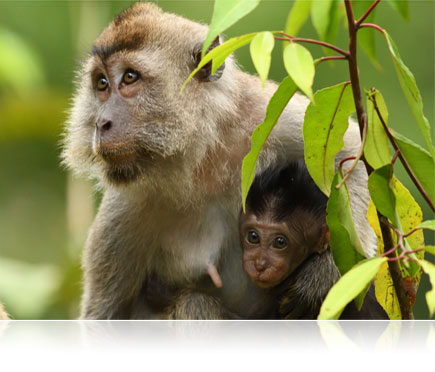 D500 DSLR photo of a monkey and its baby in the jungle