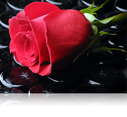 photo of a red rose on a black background, illuminated with the SP700 Speedlight