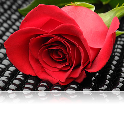 Fotografía de una rosa roja en un fondo negro, iluminada con los flashes Speedlight de Nikon.