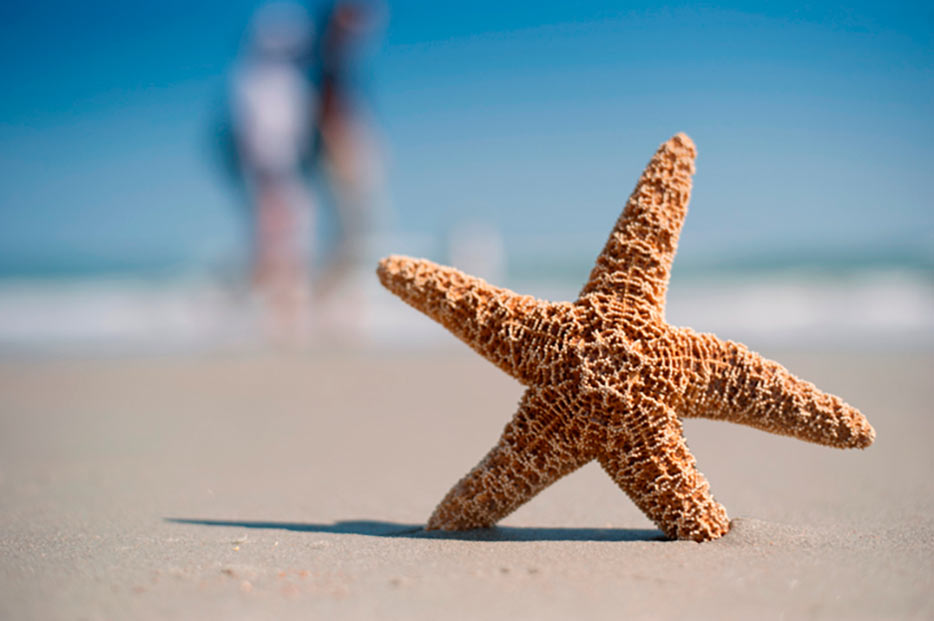 Fotografía tomada con un lente AF-S NIKKOR 50mm f/1.8G de una estrella de mar sobre la arena con el fondo difuminado
