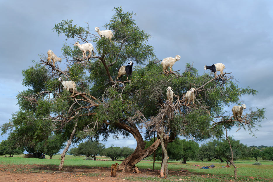 Foto kambing dalam satu tembakan pohon dengan AF-S NIKKOR 35mm lensa f / 1.4G