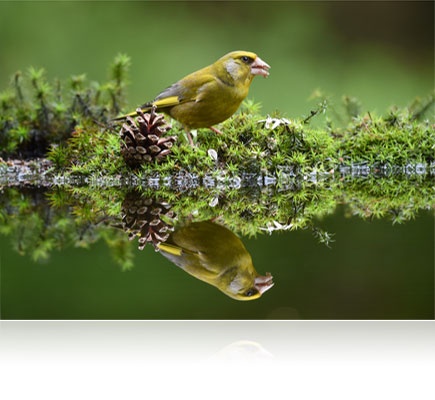 Photo of a bird and its reflection in water shot with the AF-S NIKKOR 200-500mm f/5.6E ED VR