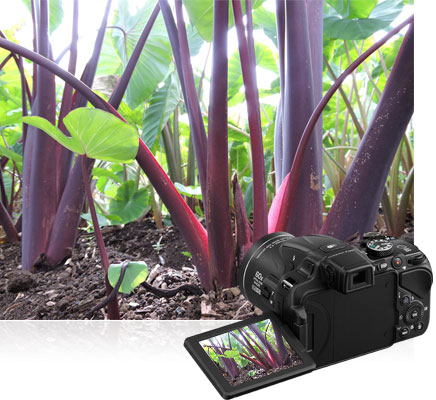 Vari-angle display for unique viewpoints Photo of a plant's leaves shot from low on the ground showing the Vari-angle display