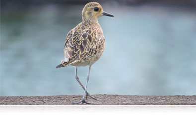 Shoot up to 7 continuous frames per second Photo of a bird near the water highlighting continuous shooting