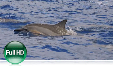 Record Full HD video with the P600 Photo of a dolphin in the water and the Full HD video icon showing video capabilities