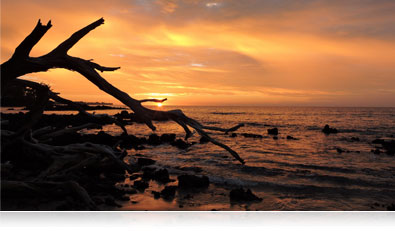 Shoot great photos with the P600's scene modes low light shot of driftwood and the ocean