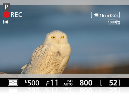 photo of an owl with the overlay of shooting information, such as seen in the viewfinder or LCD