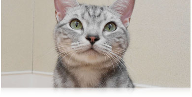 Nikon's new Pet Mode feature Pet portrait taken with the COOLPIX S4100's Pet Mode feature