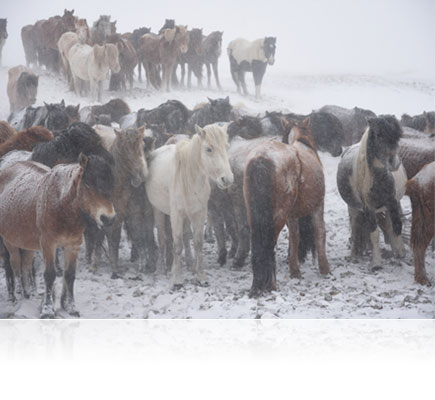 Photo of horses in snow, shot with the AF-S DX NIKKOR 16-80mm f/2.8-4E ED VR lens