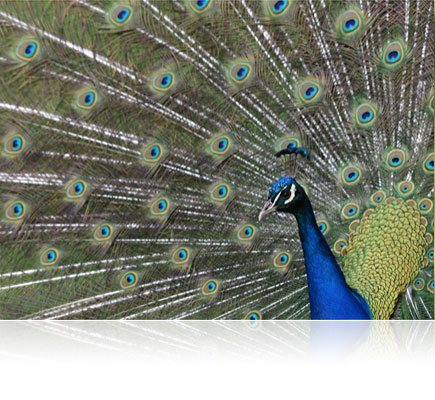 photo of a peacock close up shot with the AF-S NIKKOR 200-500mm f/5.6E ED VR