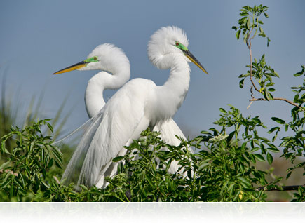 Photo of two white birds among green brush, taken with the AF-S DX NIKKOR 18-300mm f/3.5-5.6G ED VR lens.
