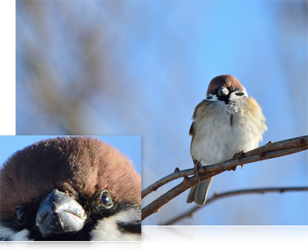 Photo of a bird on a branch and close-up inset of the bird's face showing high resolution