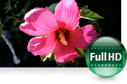Vue fixe d’un film tourné en Full HD (1 080p) avec le COOLPIX S9200.