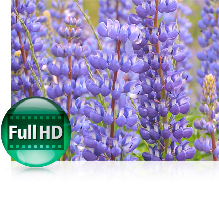 Close up photo of flowers and the Full HD video icon highlighting video capabilities