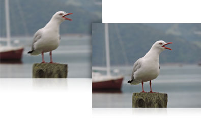 two photos of a seagull on a piling showing blur and a sharp shot using VR