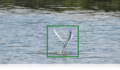 Photo of a seagull in flight and the AF focus box showing subject tracking