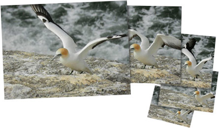 Quick autofocus and up to 120 frames per second (at reduced resolution) An action sequence of a bird taking flight