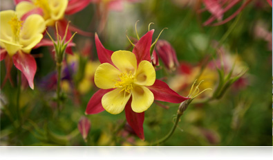 Nikon COOLPIX A captures sharp images close up photo of yellow and red flowers with shallow depth of field