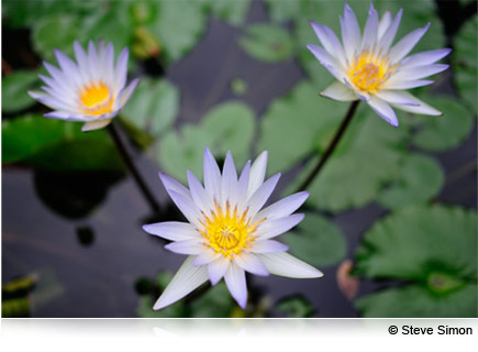 Unleash your camera's full potential Photo of purple tinted flowers and lily pads on water taken with the AF-S NIKKOR 28mm f/1.8G lens.