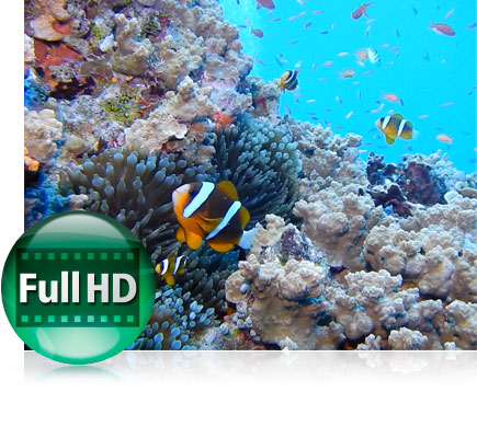 COOLPIX AW130 underwater photo of fish and coral, with the Full HD video icon inset
