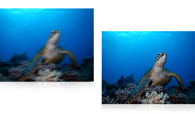 COOLPIX AW130 underwater photo of a turtle in focus and blurry showing VR image stabilization