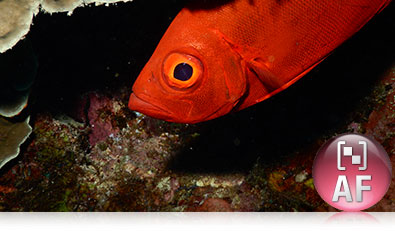 COOLPIX AW130 underwater photo of a red fish and the Target Finding AF icon