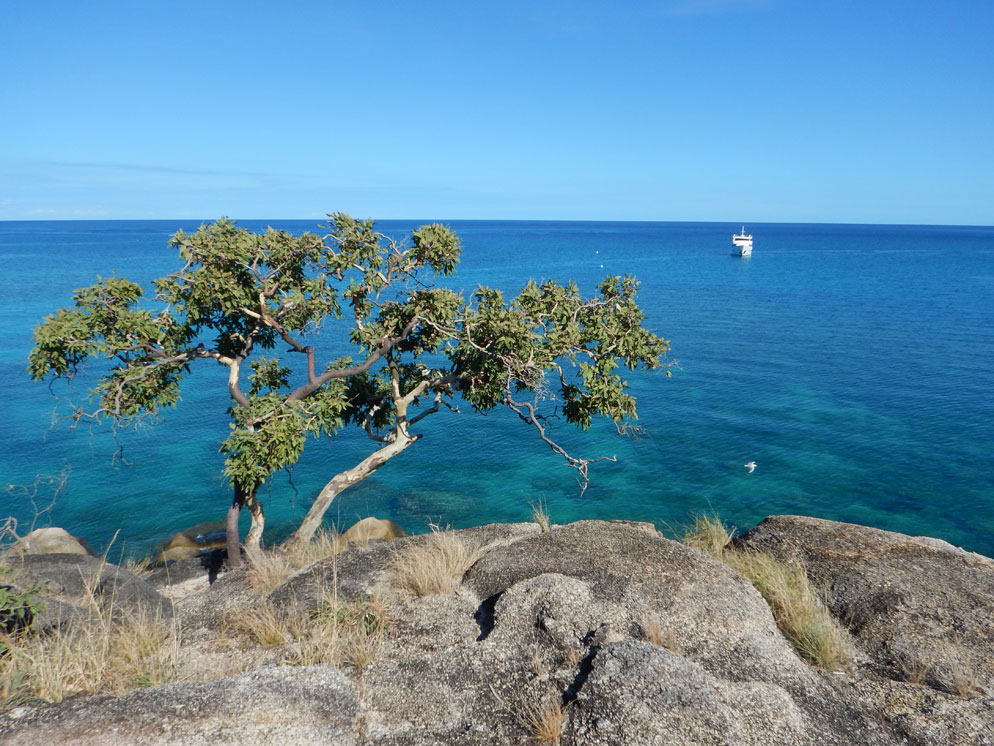 COOLPIX AW130 photo of a tree on a cliff edge overlooking water and a boat, wide shot, zoom slider