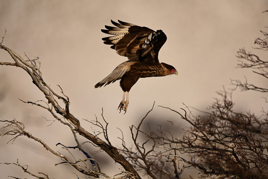 Photo of a hawk in air, taken with the Z 7 and F-mount NIKKOR lens using the Mount Adapter FTZ