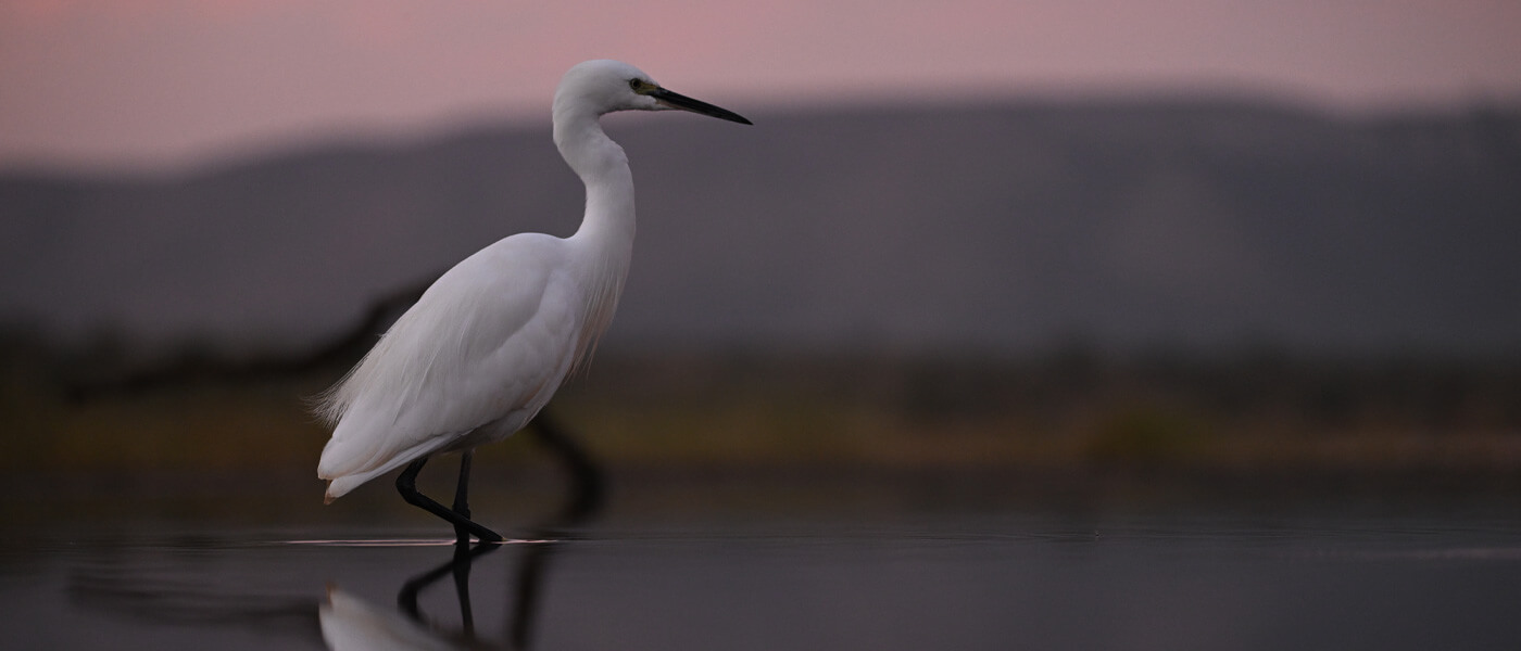 Photo d'un EGRET, prise à l'aide de l'adaptateur de montage FTZ II