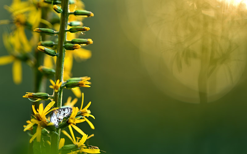 NIKKOR Z 135mm f/1.8 S Plena — Nikon Chile