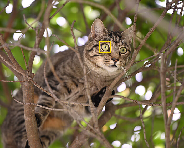 photo of a cat in a tree, with the Eye-AF box showing on one of the cat's eyes