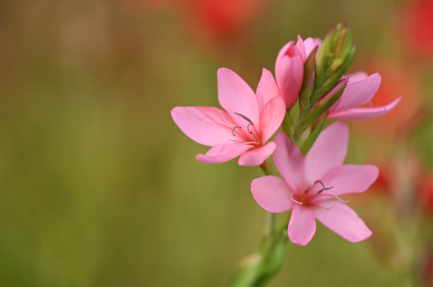 photo of a flower taken with the NIKKOR Z 70-180mm f/2.8 lens