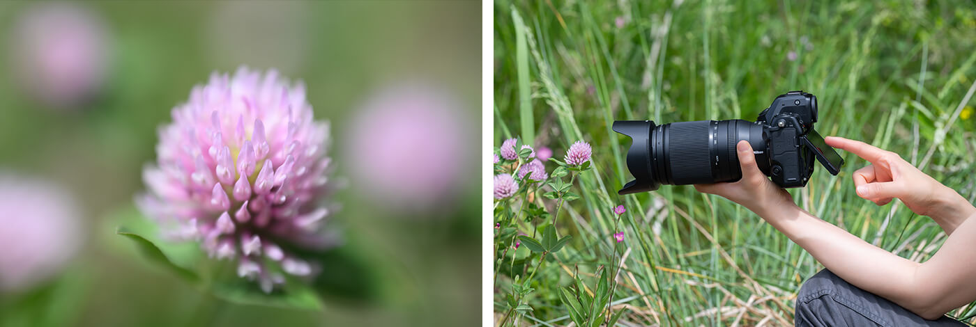 photo of a flower taken close-up and photo of a photographer taking photos of the flower, shot with the NIKKOR Z 70-180mm f/2.8 lens