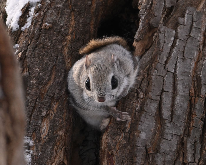 photo of a squirrel in a tree, taken with the NIKKOR Z 180-600mm f/5.6-6.3 VR lens