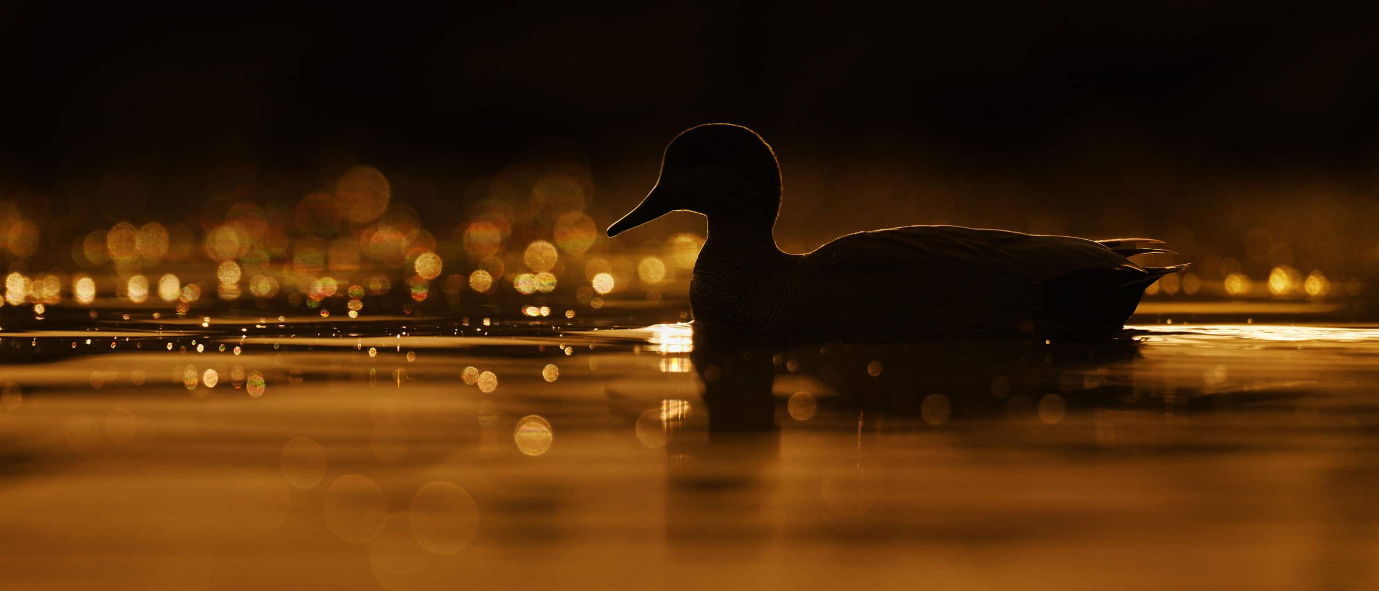 photo of a duck in silhouette, taken with the NIKKOR Z 180-600mm f/5.6-6.3 VR lens