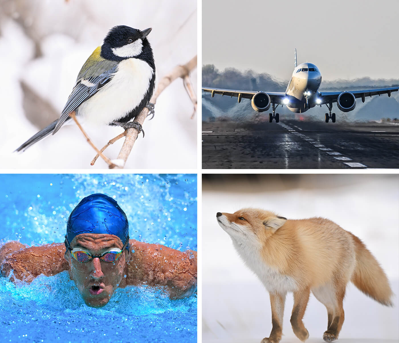four up photo collage of a bird, swimmer, plane and fox, taken with the NIKKOR Z 180-600mm f/5.6-6.3 VR lens
