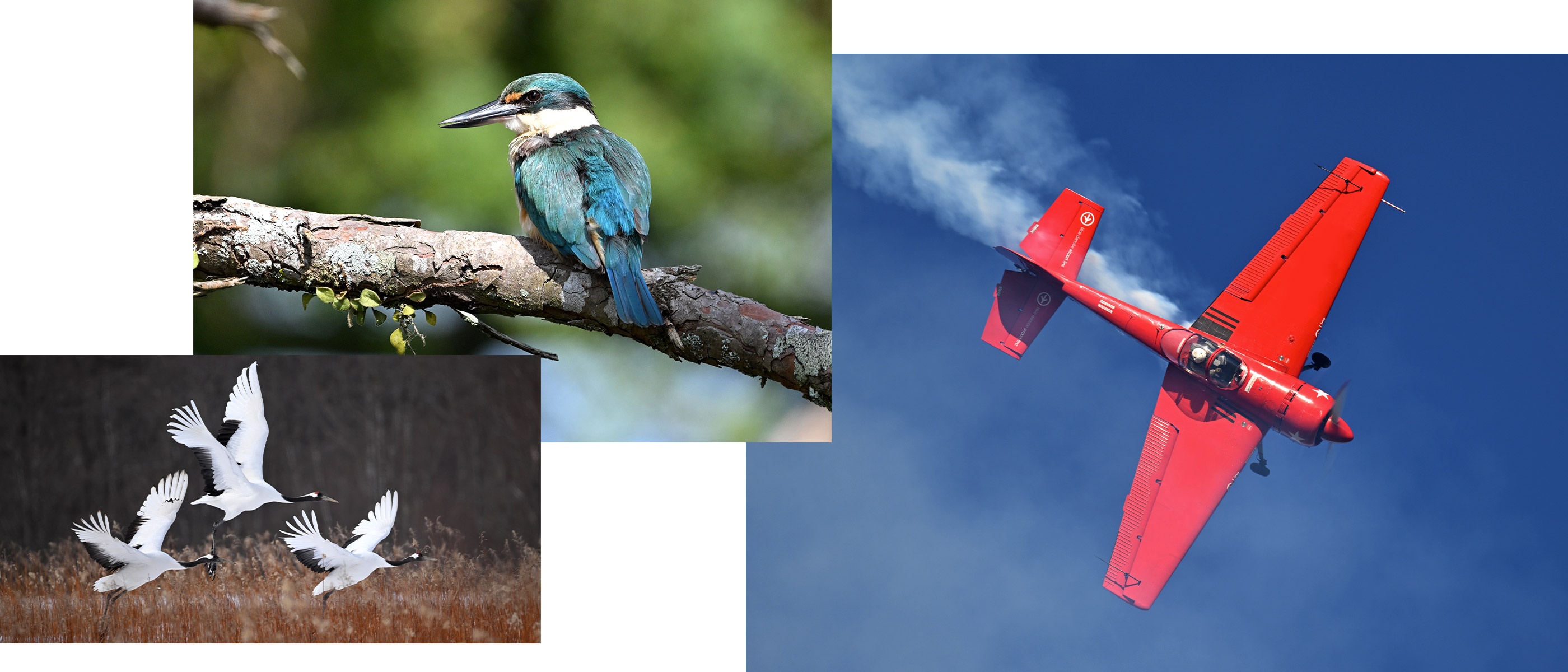 Photo collage of a single bird, trio of birds and airplane, all taken with the NIKKOR Z 800mm f/6.3 VR S lens 