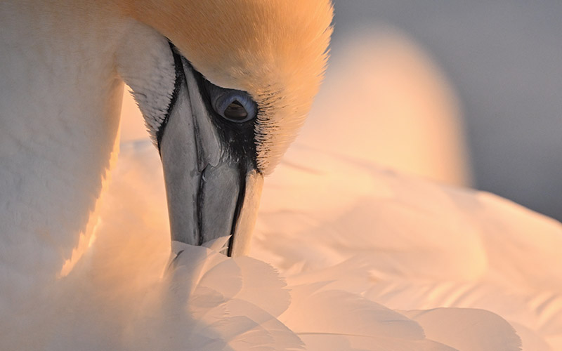 Close up photo of a bird, taken with the NIKKOR Z 800mm f/6.3 VR S lens 