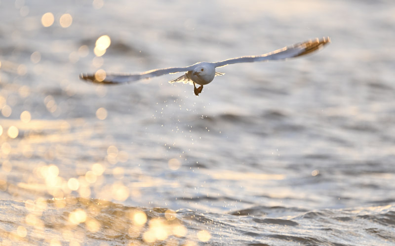 Photo of a bird flying over water, taken with the NIKKOR Z 800mm f/6.3 VR S lens 