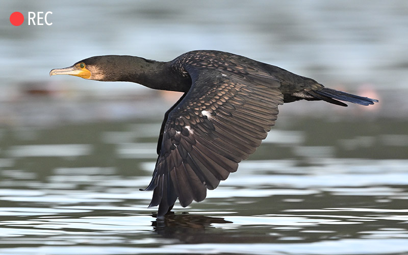 Photo of a cormorant bird in flight with the REC red button and word in the frame, taken with the NIKKOR Z 800mm f/6.3 VR S lens 