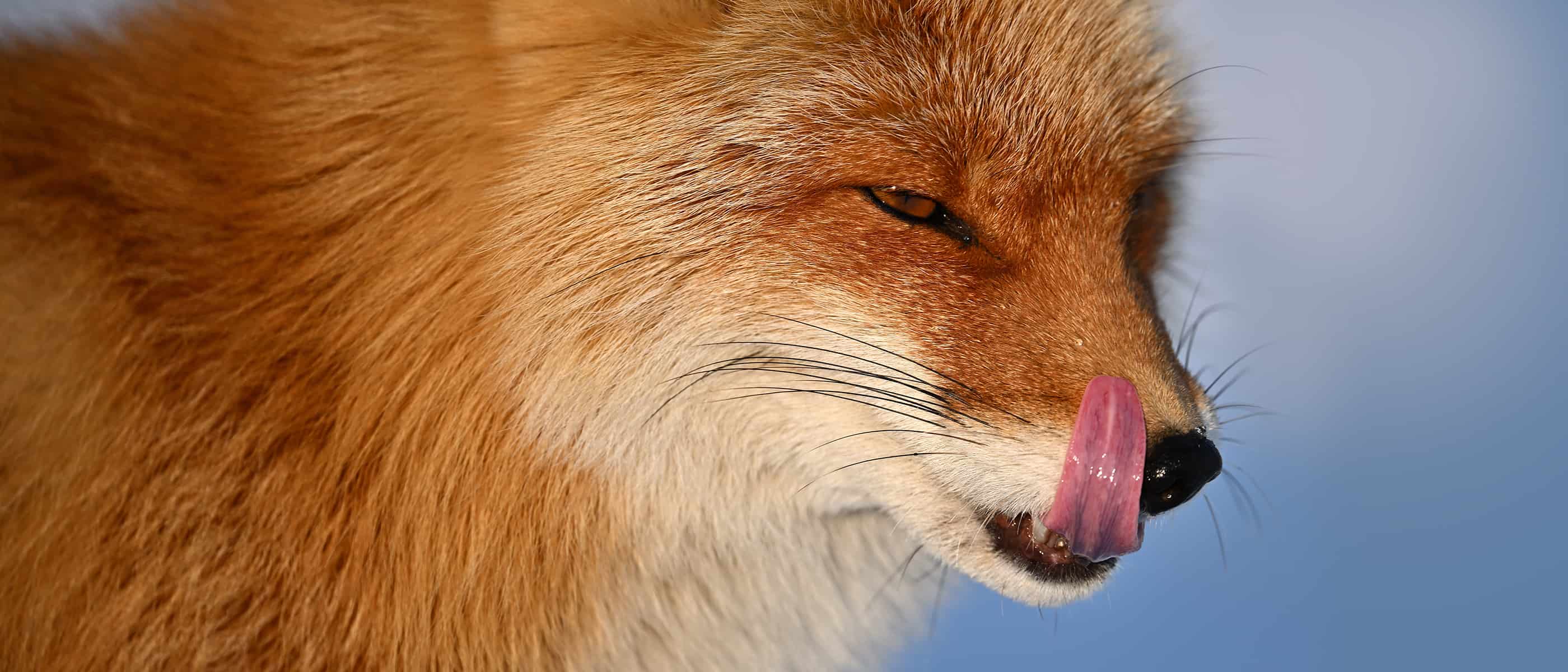 Photo of a fox, close up, taken with the NIKKOR Z 400mm f/4.5 VR S lens