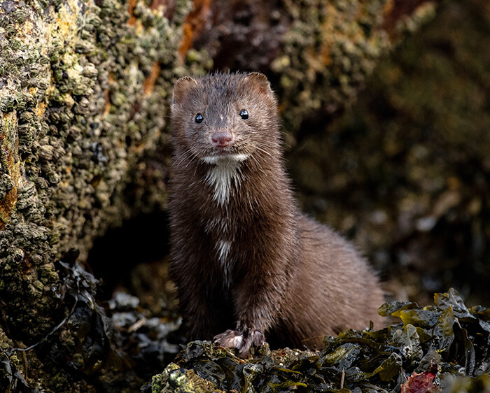 NIKKOR Z 400mm f/4.5 VR S photo of a small animal looking at the camera