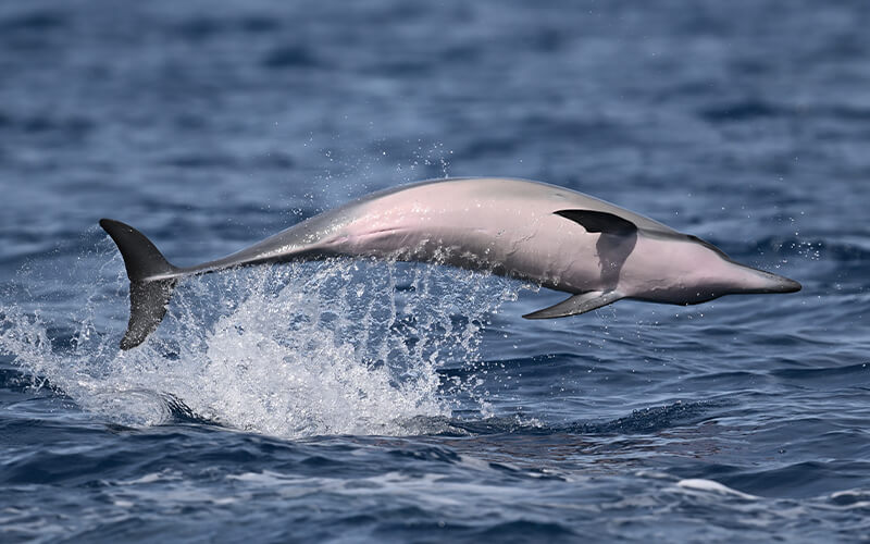 NIKKOR Z 400mm f/4.5 VR S photo of a dolphin leaping out of the water