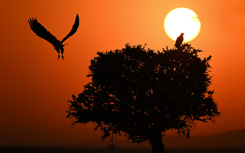 photo of a tree with birds in air at sunset, taken with the NIKKOR Z 400mm f/2.8 TC VR S lens