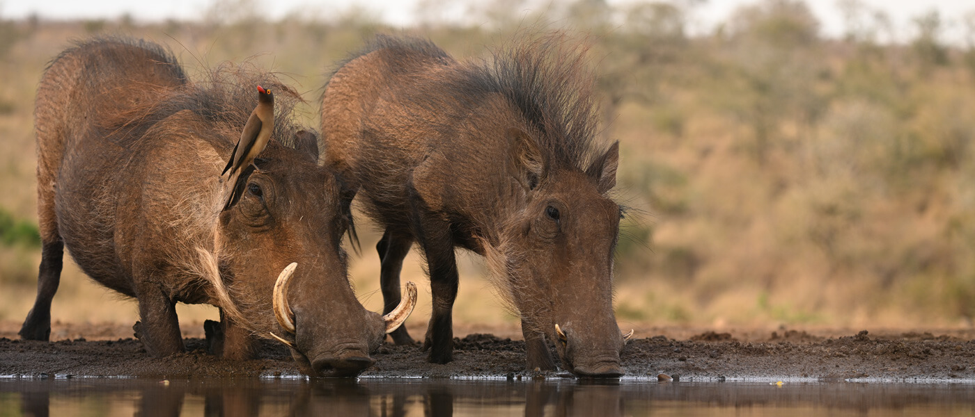 wild animals at a watering hole, taken with the NIKKOR Z 100-400mm f/4.5-5.6 VR S lens